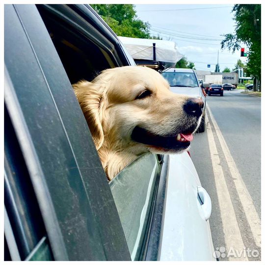 Зоотакси «Пэт мобиль», перевозка животных
