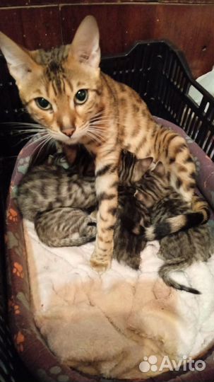 Котенок девочка