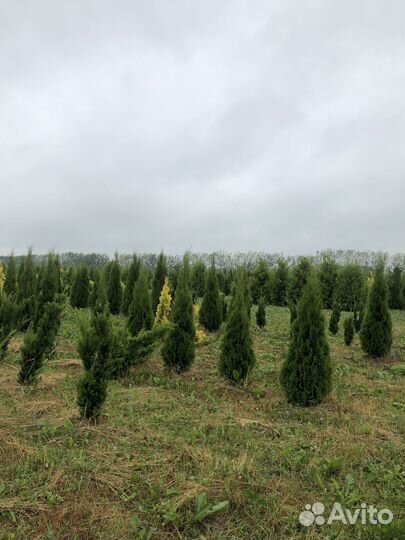 Туи с доставкой и посадкой