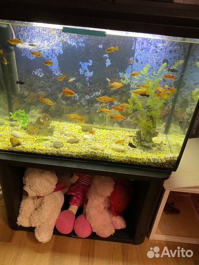 Аквариум с рыбками