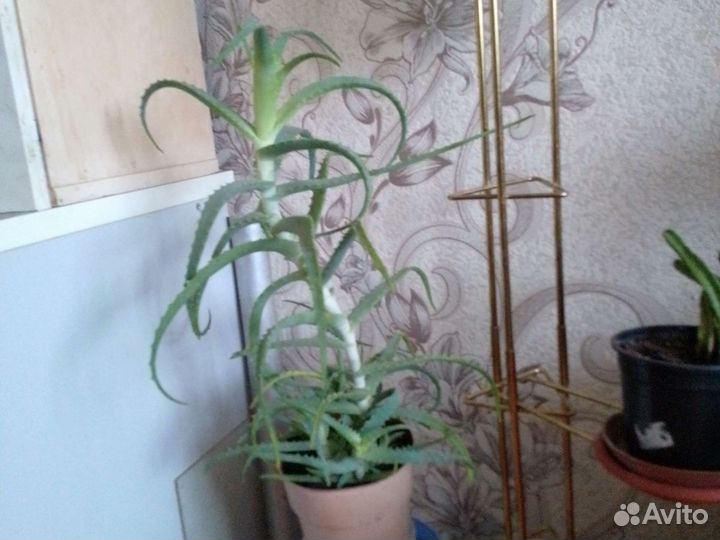 Комнатные цветы