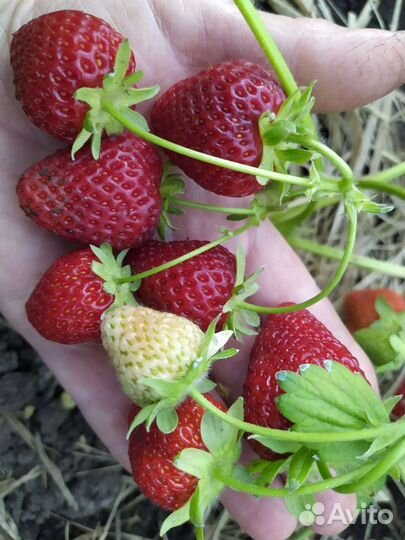 Клубника крупноплодная,ампельная, земляника кустов
