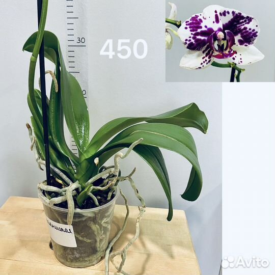 Орхидея Фаленопсис 2