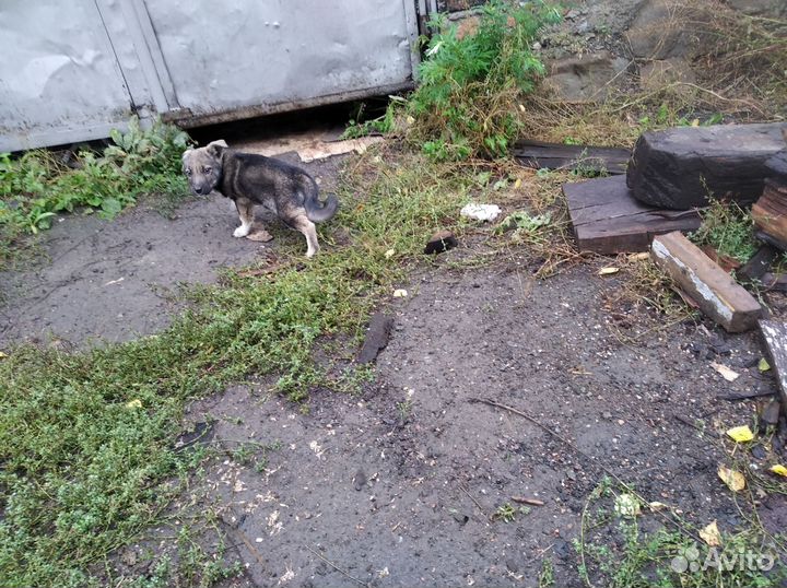 Очаровательный щенок