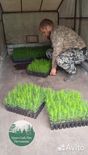 Сосна зкс окс сеянцы Ель Лиственница Голуб Горная