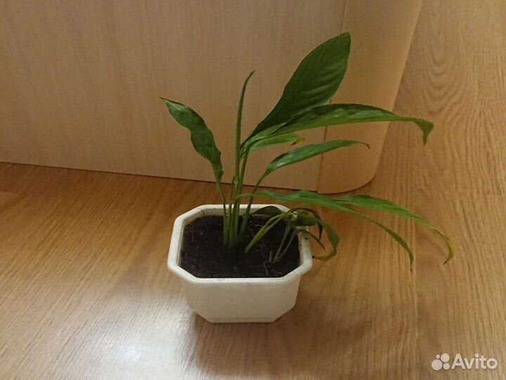 Спатифиллум