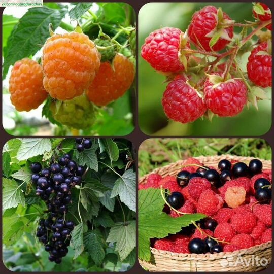 Саженцы плодовых кустарников