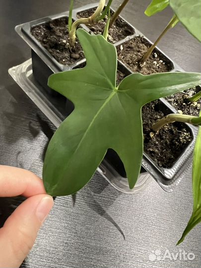 Филодендрон,Хоя,Эпипремнум