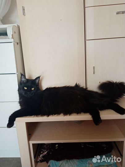 Кошка Мейн-кун