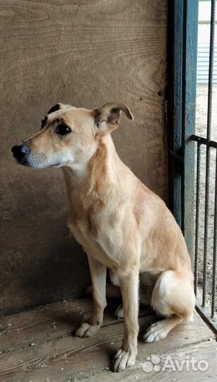 Марка хочет домой