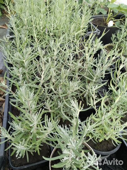 Лаванда саженцы
