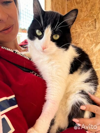Черно-белый красавец кот из приюта