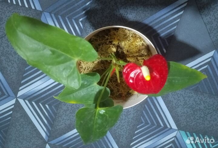 Сингониум- 300,денежное дерево-300,антуриум-500