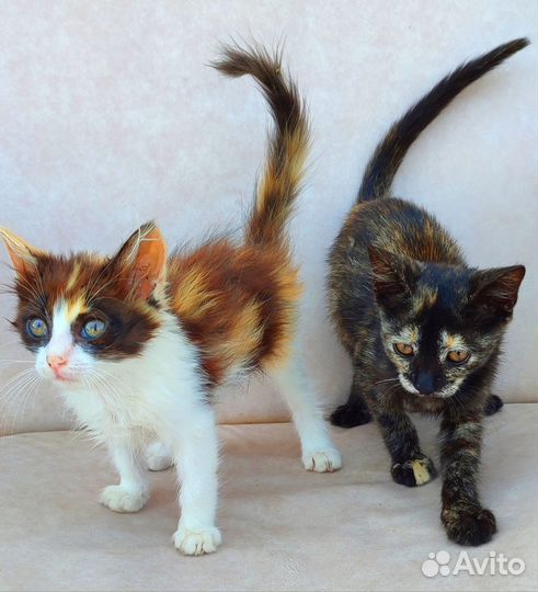 Кошка в дар бесплатно