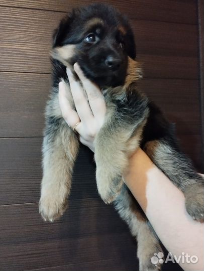Немецкая овчарка