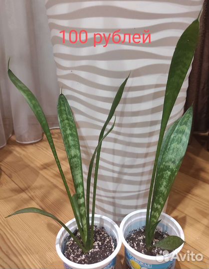 Сансевиерия, щучий хвост, тёщин язык