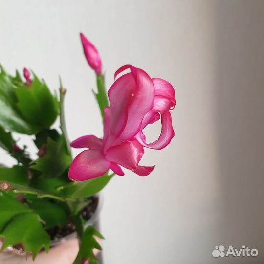 Декабрист рипсалидопсис