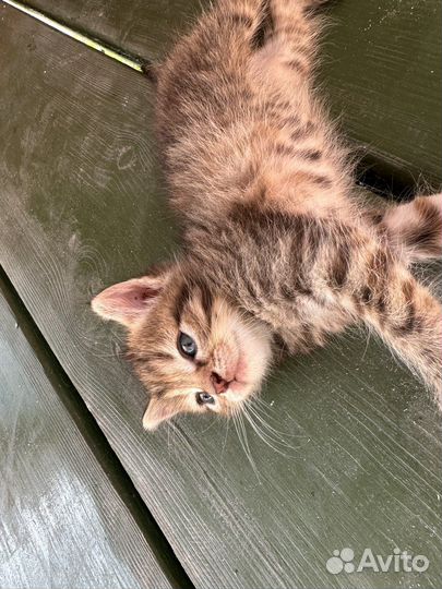 Отдам котят