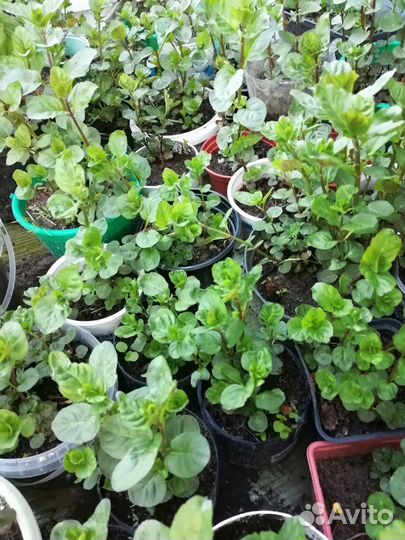 Растения для сада