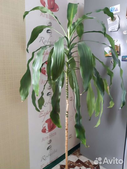 Комнатные цветы юкка