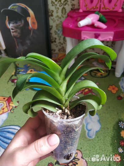 Орхидея Jia Ho Sammer Love