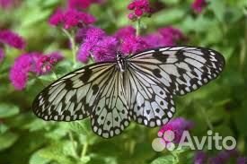 Ферма бабочек с куколками Челябинск