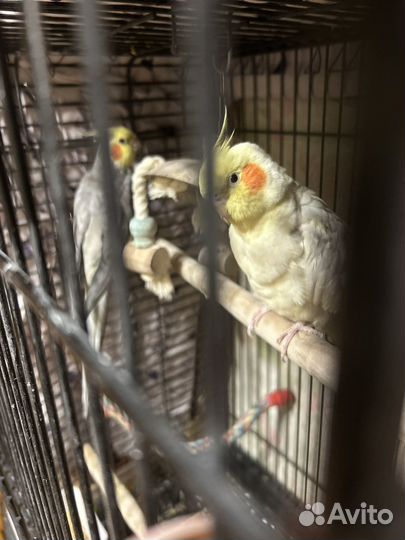 Попугаи Корелла ручная