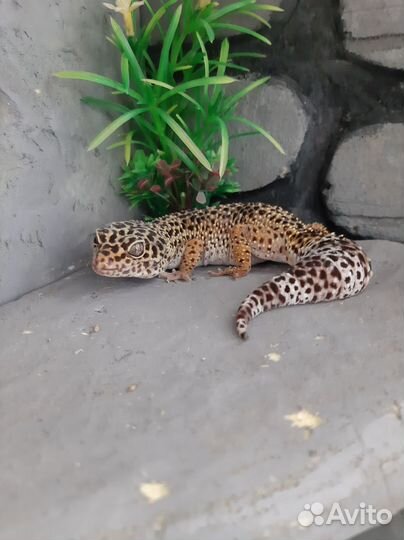 Эублефар самка