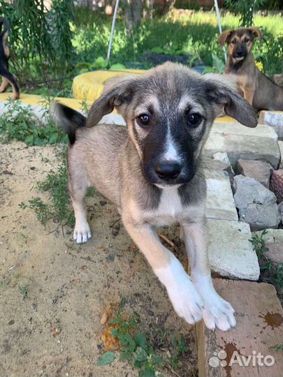 Щенки-мальчики в добрые руки