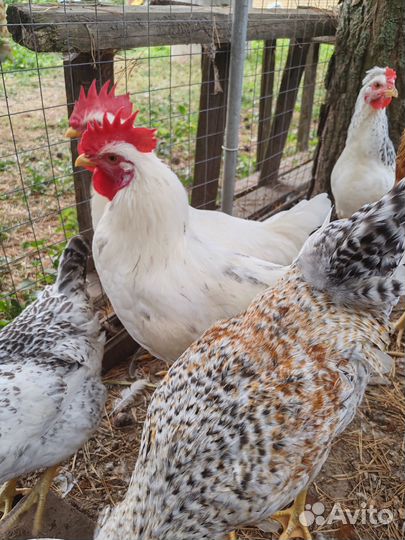 Петухи