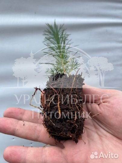 Сеянцы на лесовосстановление Лиственница Сибирская