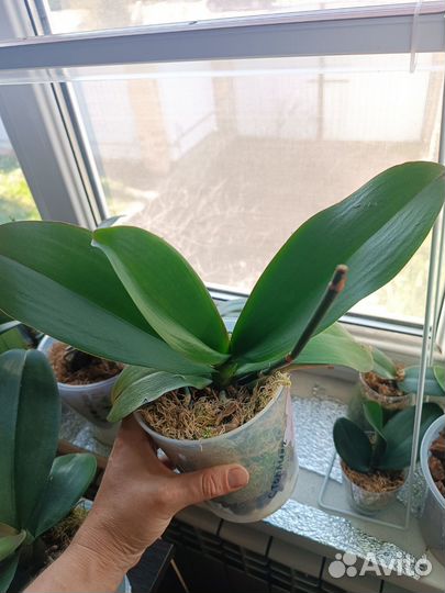 Орхидея фаленопсис