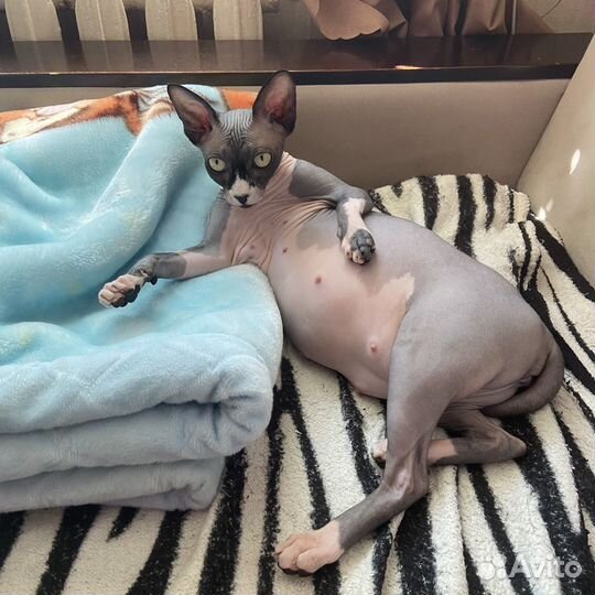 Канадский сфинкс