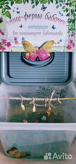 Живые тропические бабочки в Иркутске