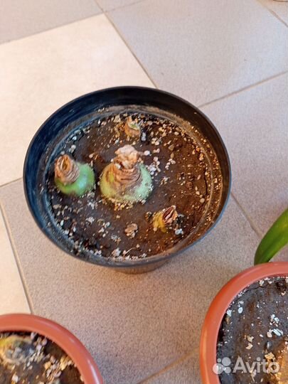 Гиппеаструм