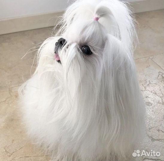 Мальтезе Вязка Жених