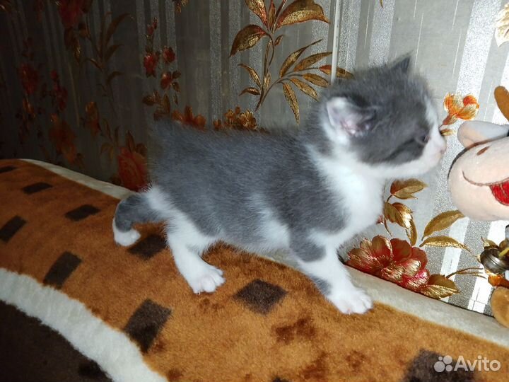 Три котёнка