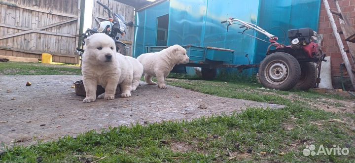Щенки сао алабай
