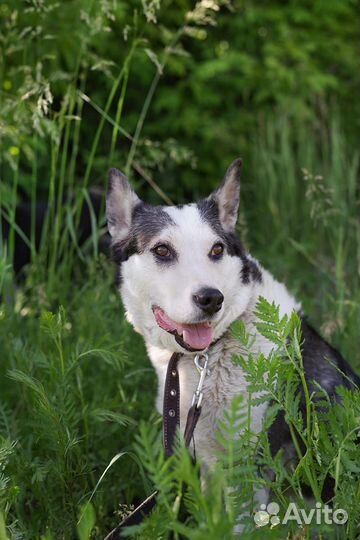 Небольшая, чудесная собачка Нора в поисках дома