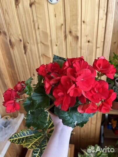 Бегония элатиор