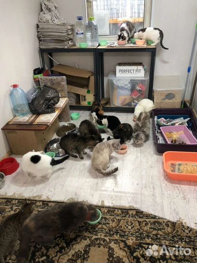 Кошки из приюта бесплатно
