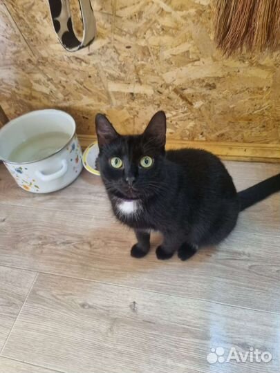 Кошка в дар