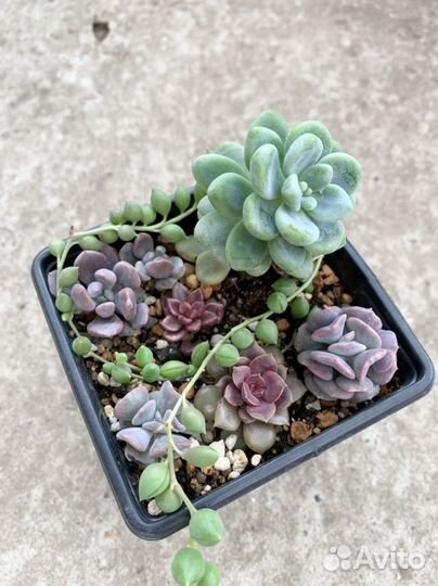Суккуленты (набор)