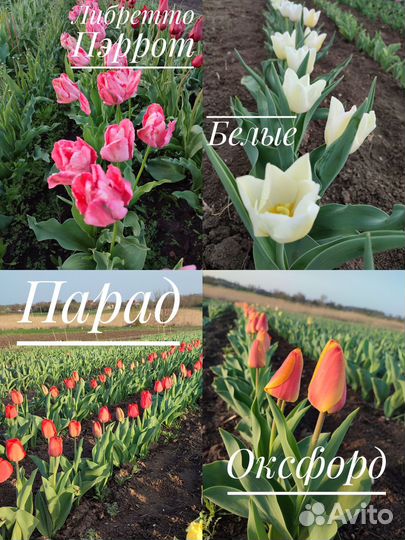 Луковицы сортовых тюльпанов