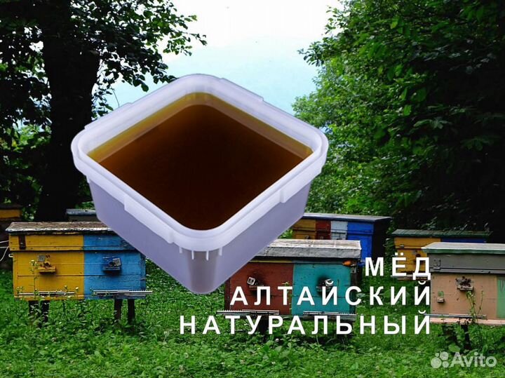 Мёд натуральный с Алтая опт