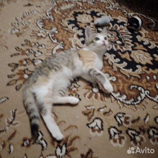 Кошка трехшерстная