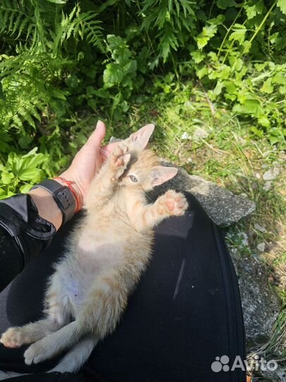 Отдам в добрые руки