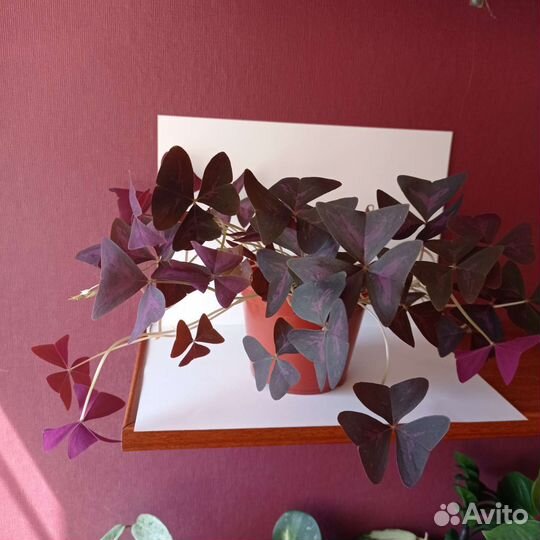 Кислица оксалис