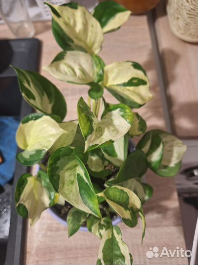 Эпипремнум happy leaf