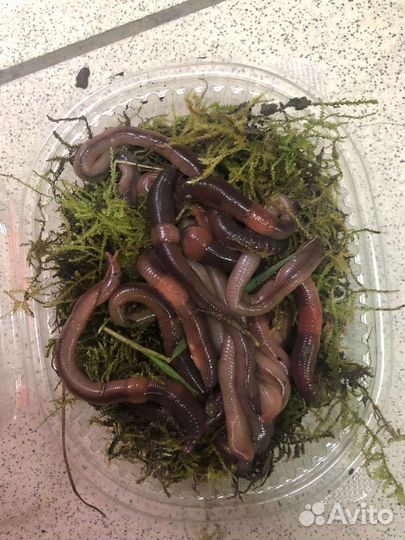 Наживки:Пиявки,Лягушата,Выползки,Саранча,Черви